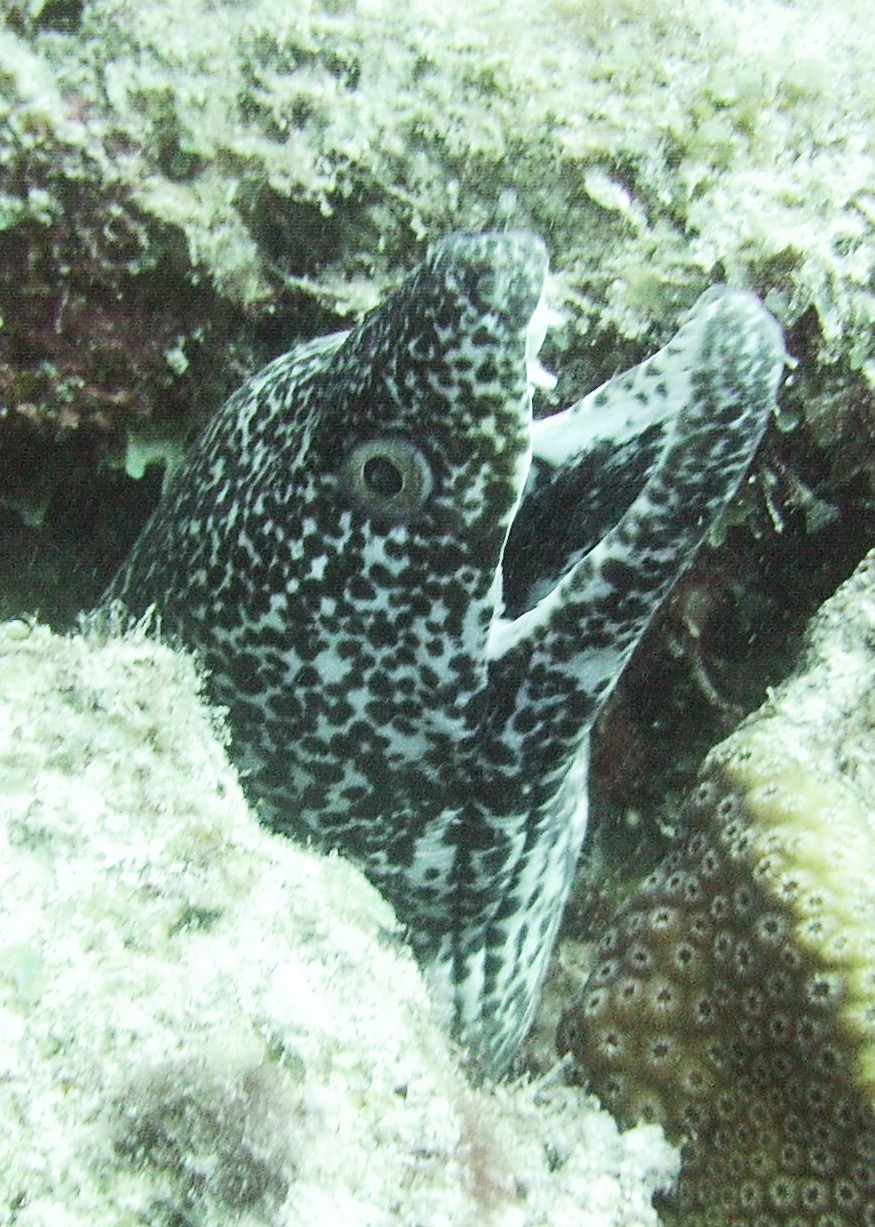 Spotted moray eel