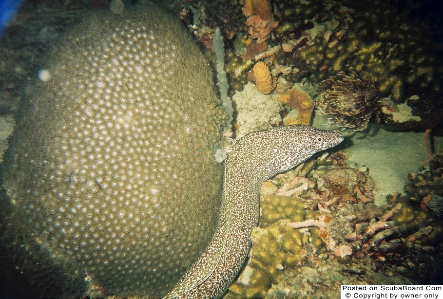 Spotted Moray Eel