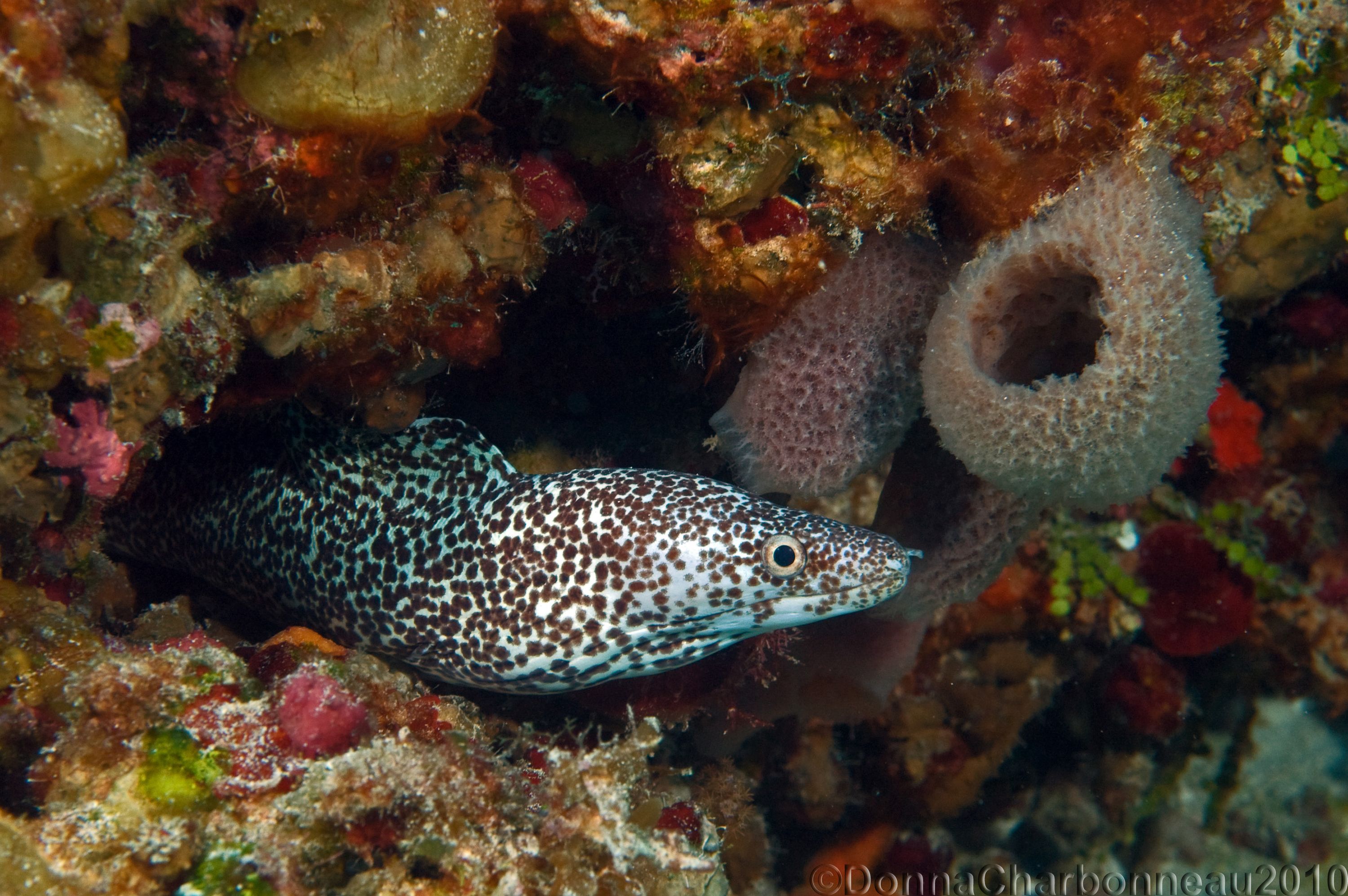 Spotted Moray Eel