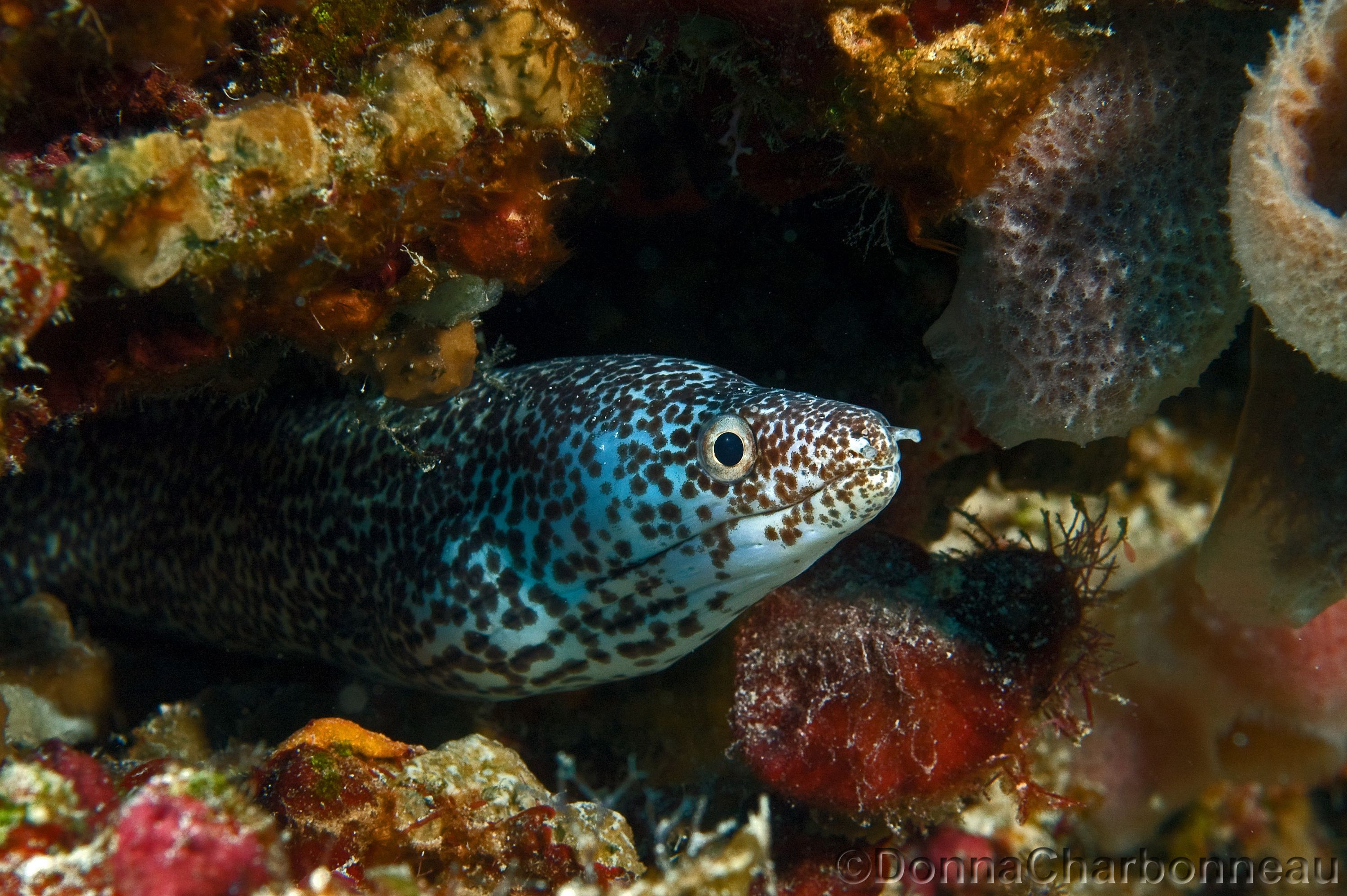 Spotted Moray Eel