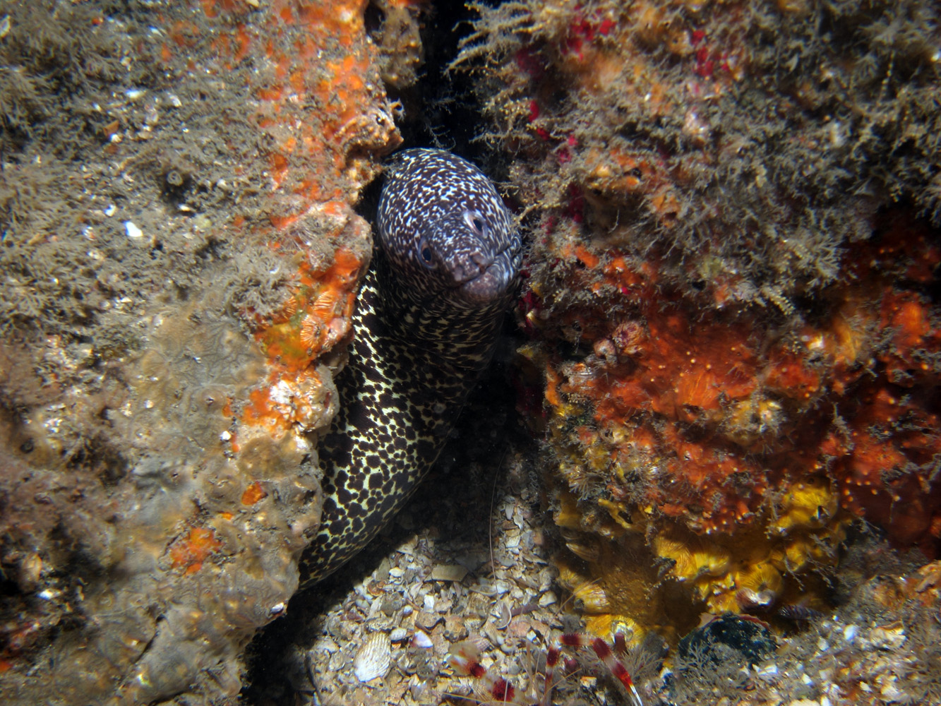 Spotted Moray Eel