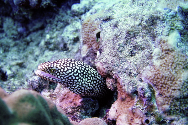 Spotted Moray Eel