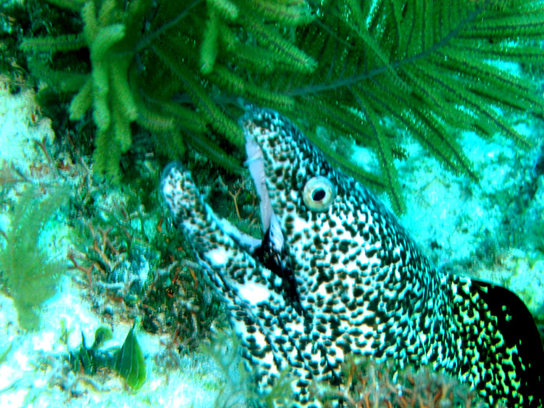 Spotted Moray Eel