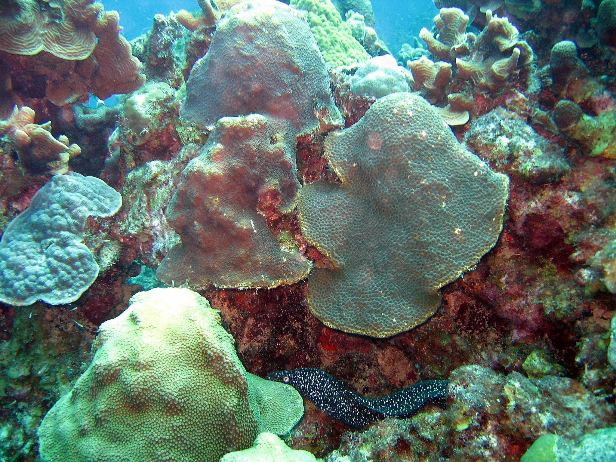 Spotted Moray Eel