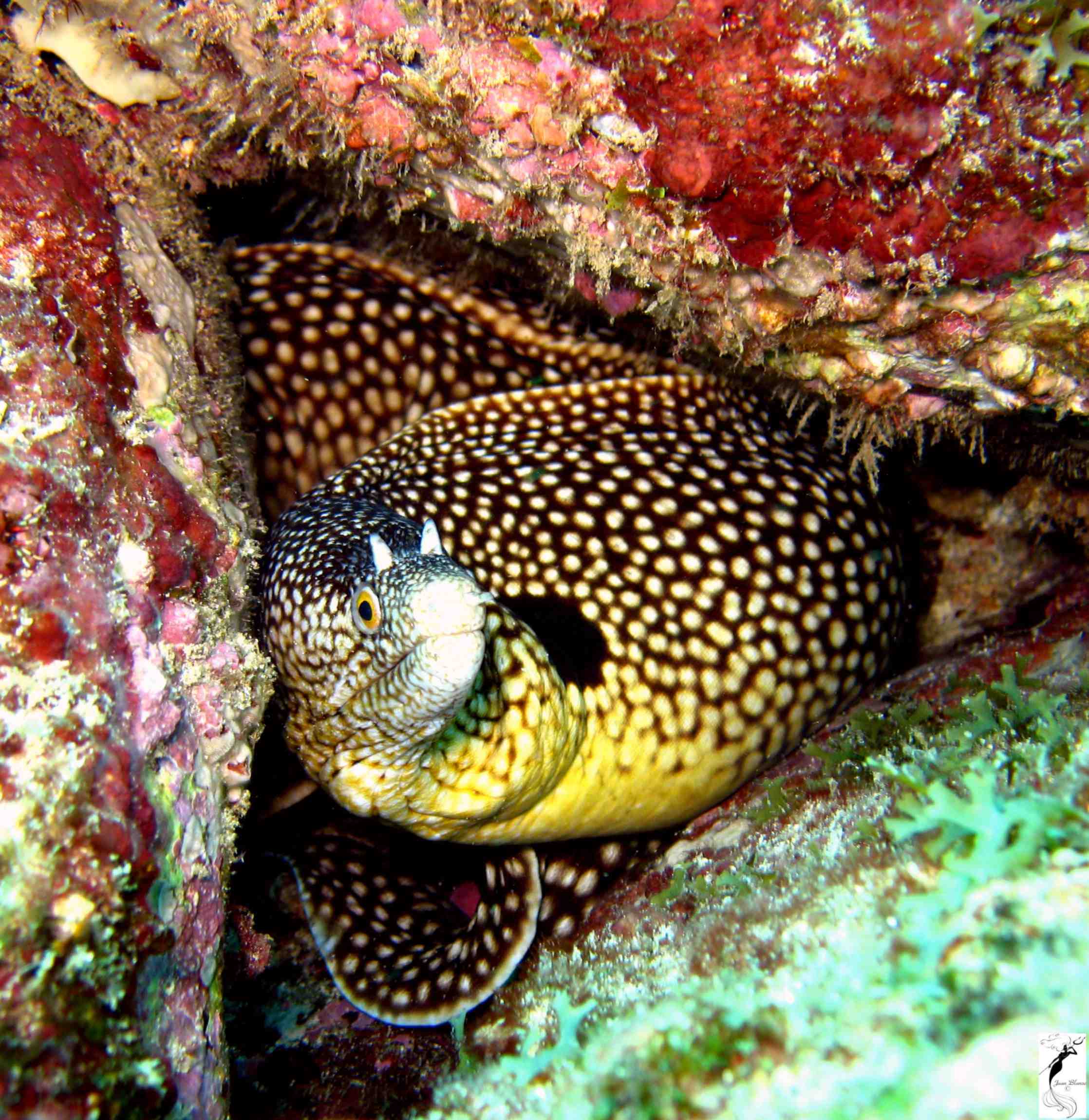 Spotted Moray Eel