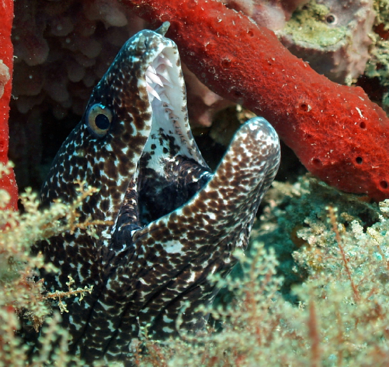 Spotted Moray EEL
