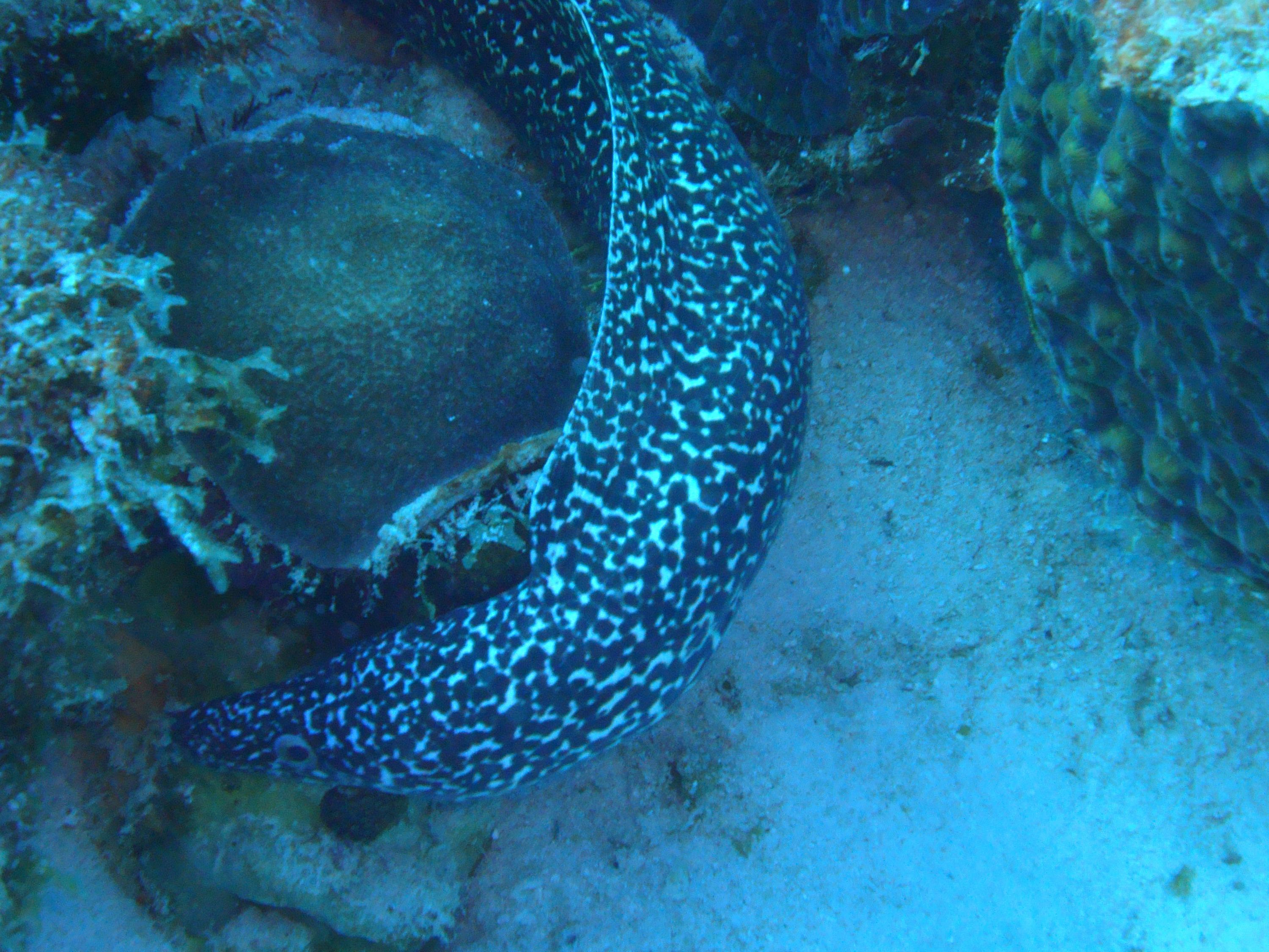 spotted moray ell