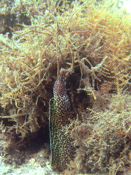 Spotted Moray gets head rub from arrow Crab