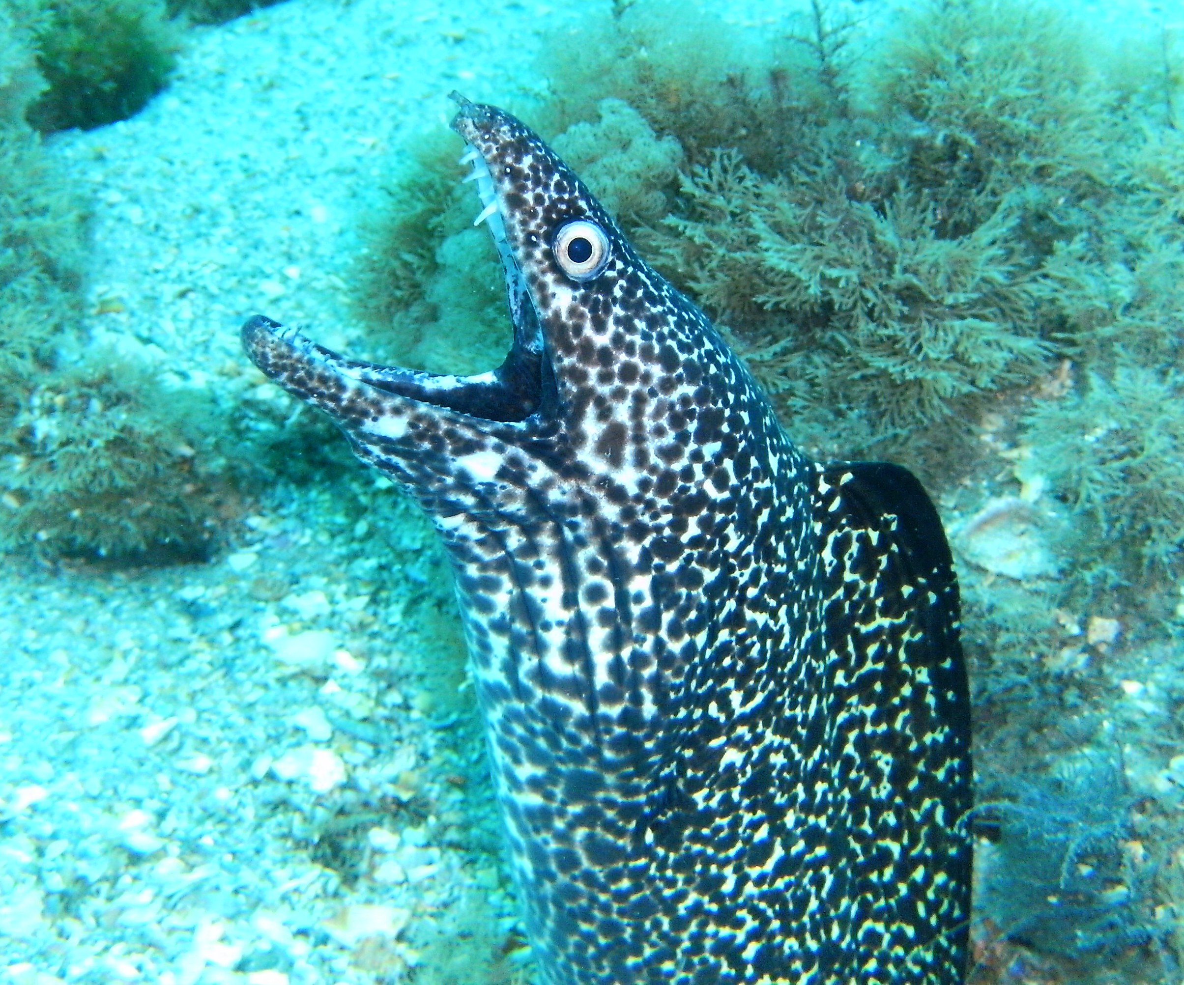 spotted moray yawning at blue heron bridge jan 2010