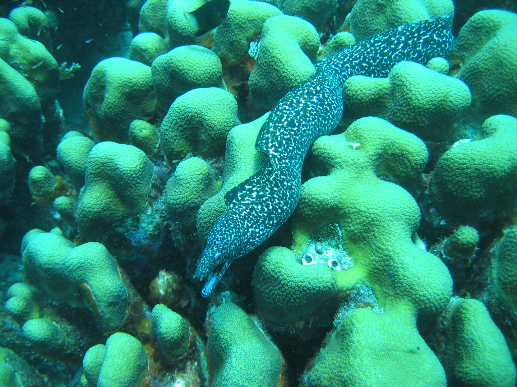 Spotted Moray