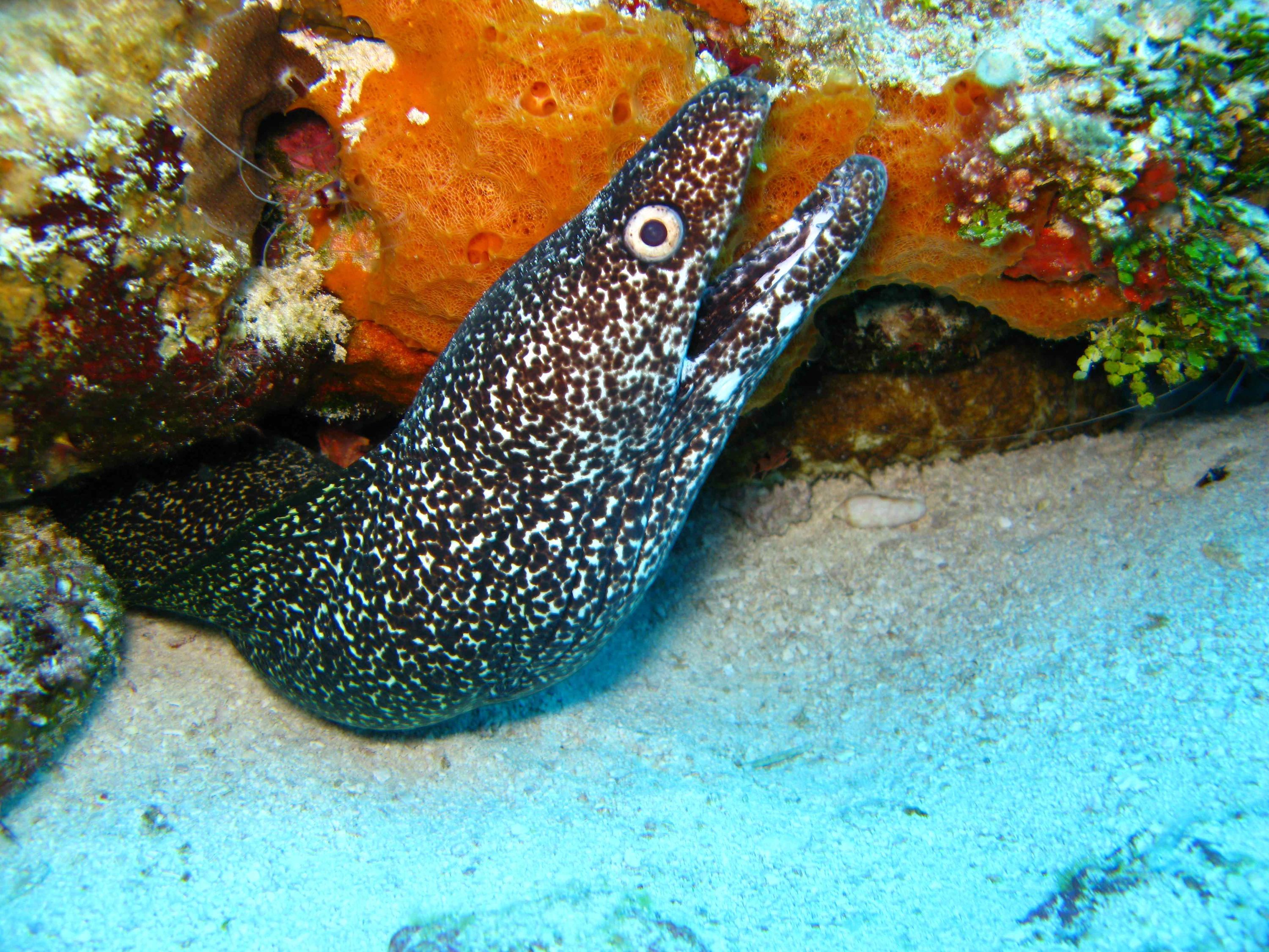 Spotted Moray