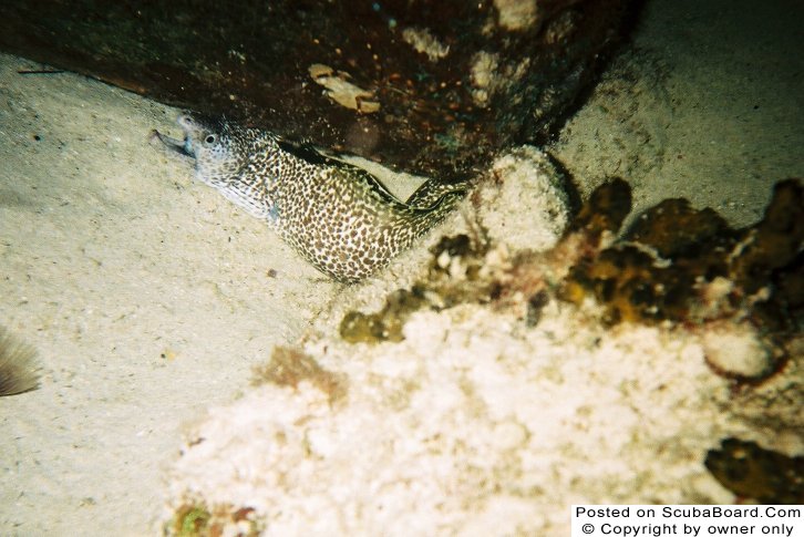 Spotted Moray