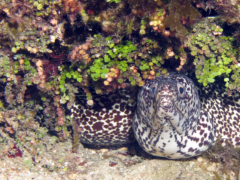 Spotted Moray