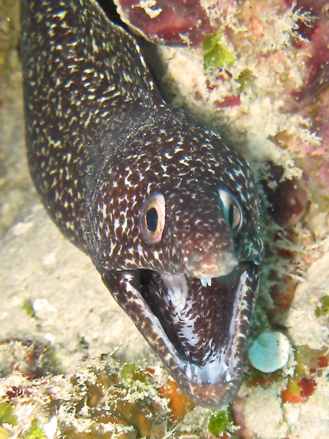 Spotted moray?