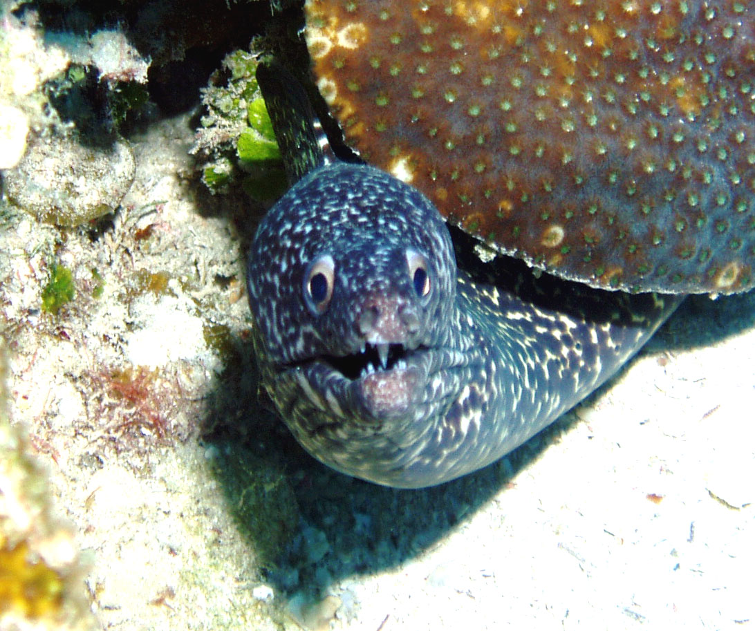 Spotted Moray