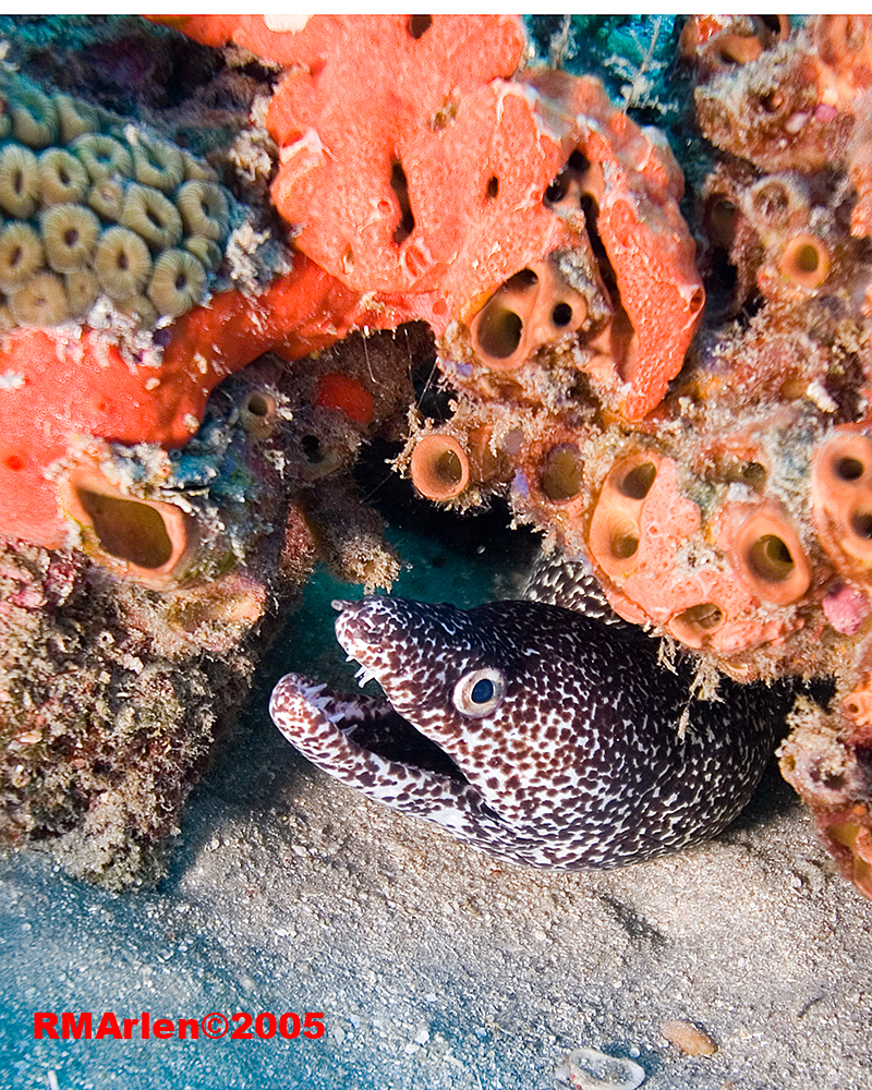 Spotted Moray