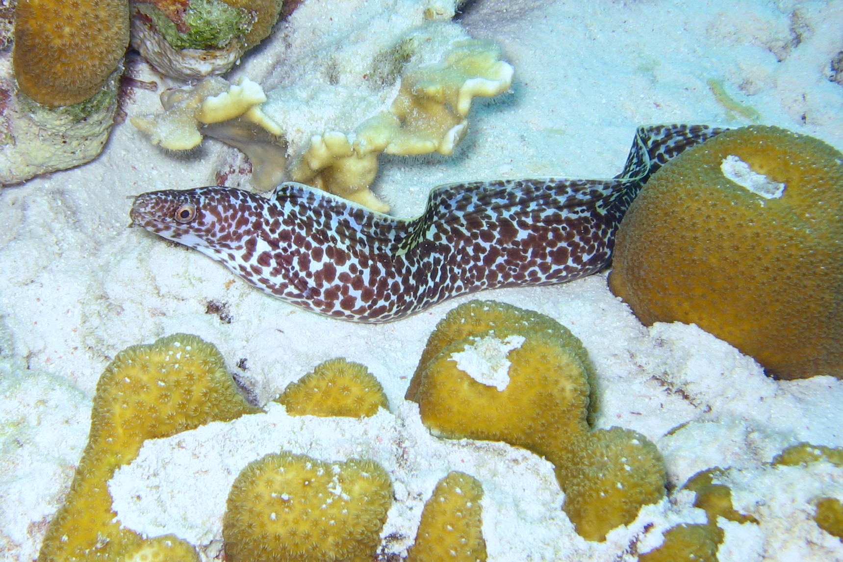 Spotted Moray