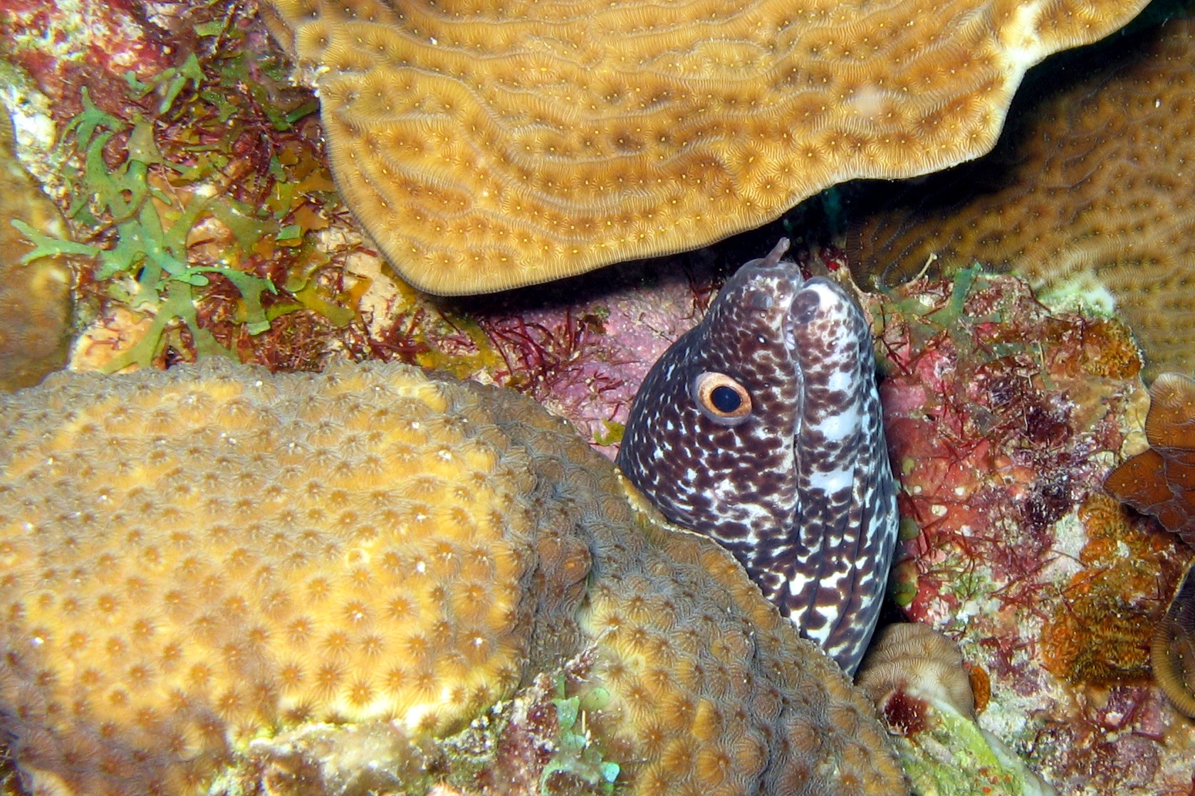 Spotted Moray