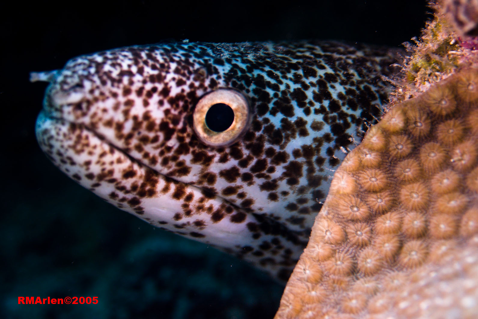 Spotted Moray