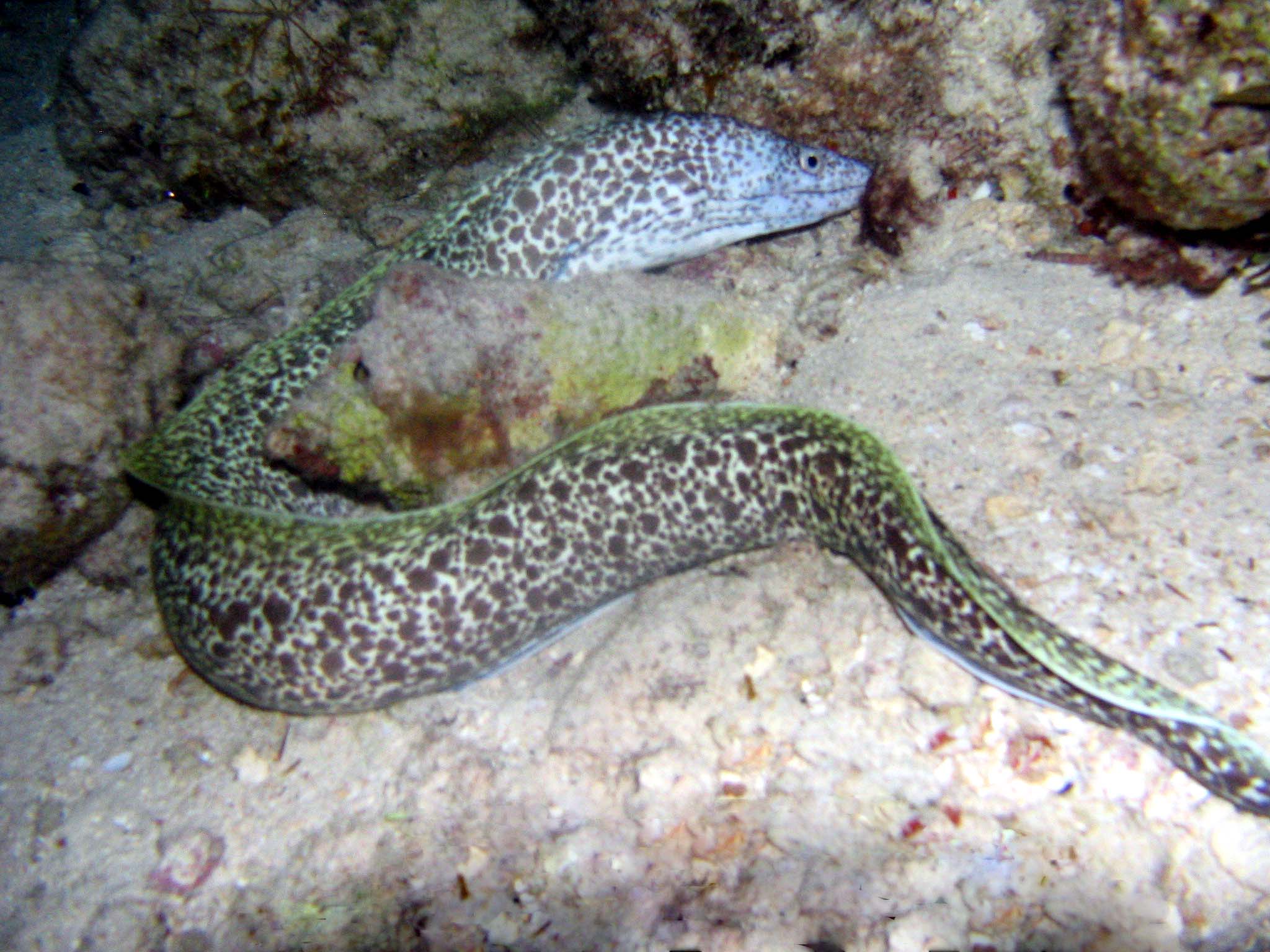 Spotted Moray