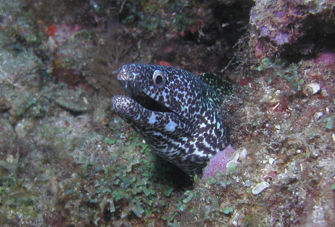 Spotted Moray