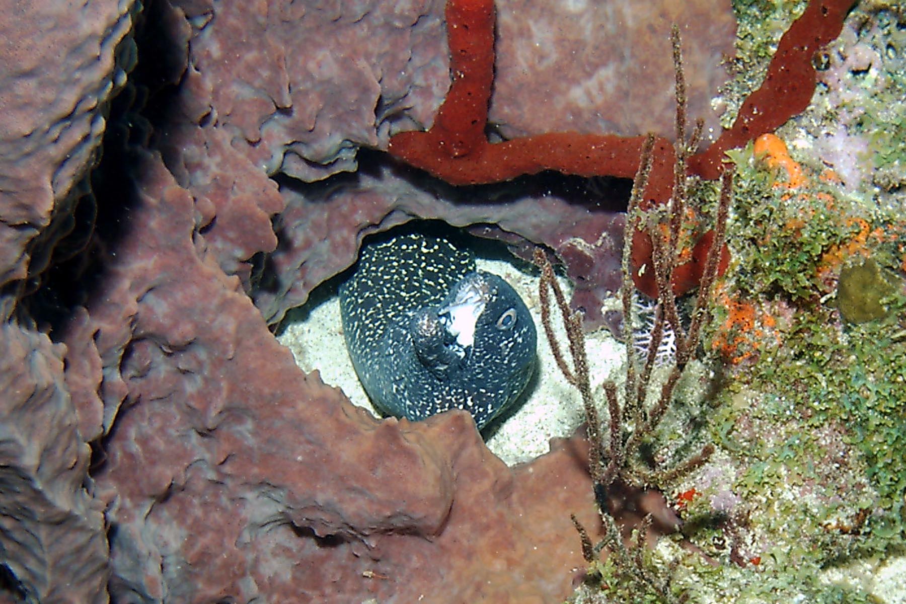 Spotted Moray