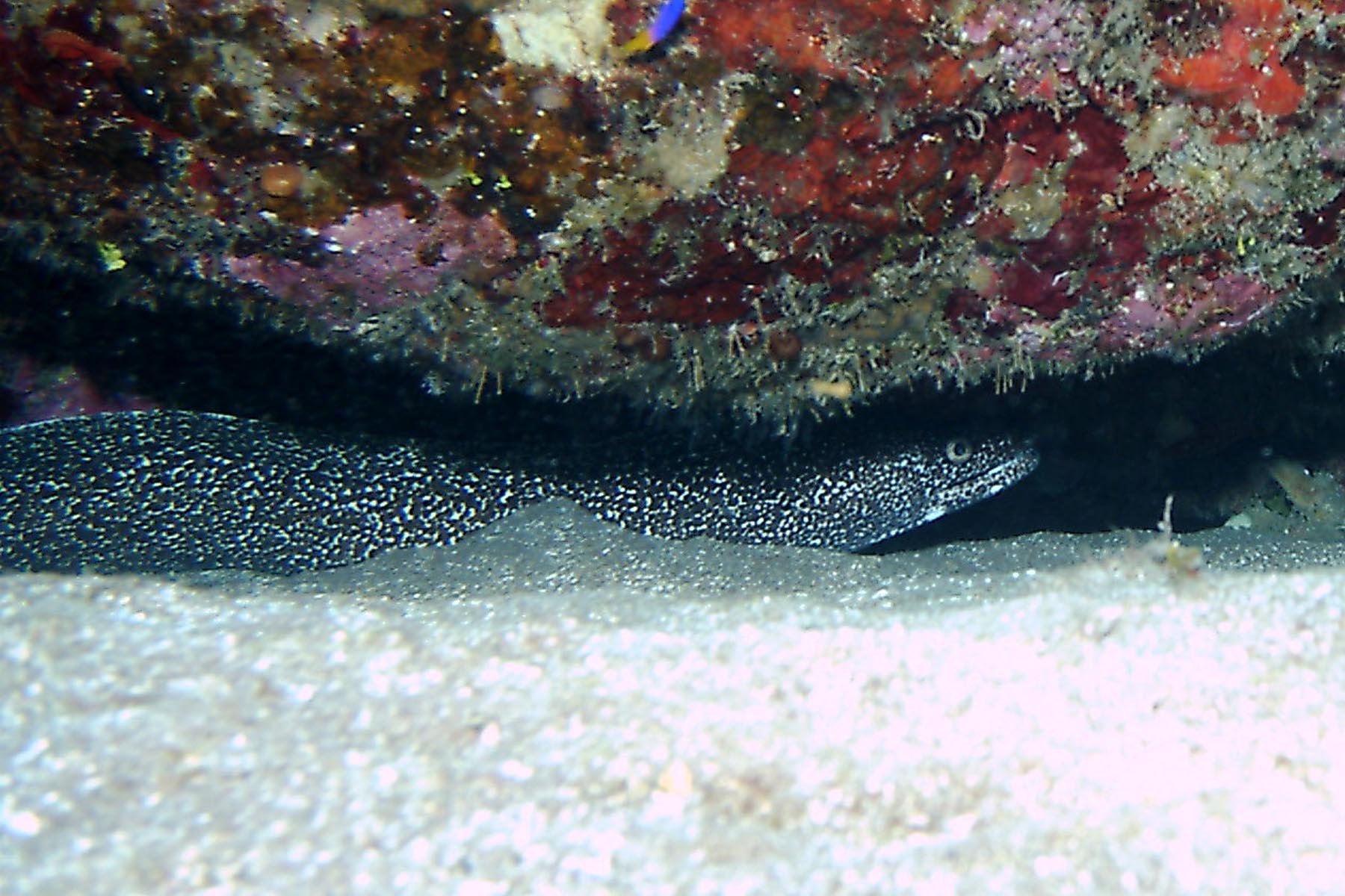 Spotted Moray