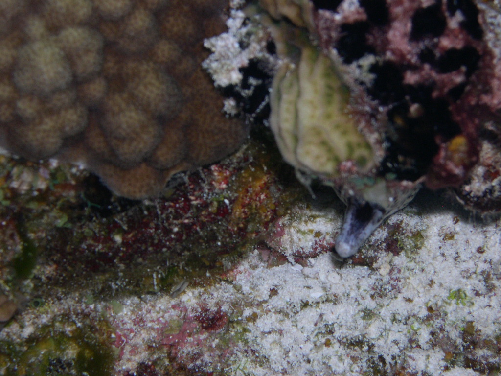 Spotted Moray