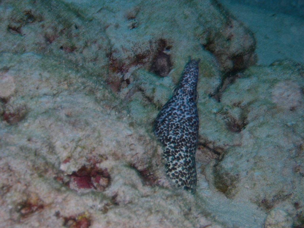 Spotted Moray