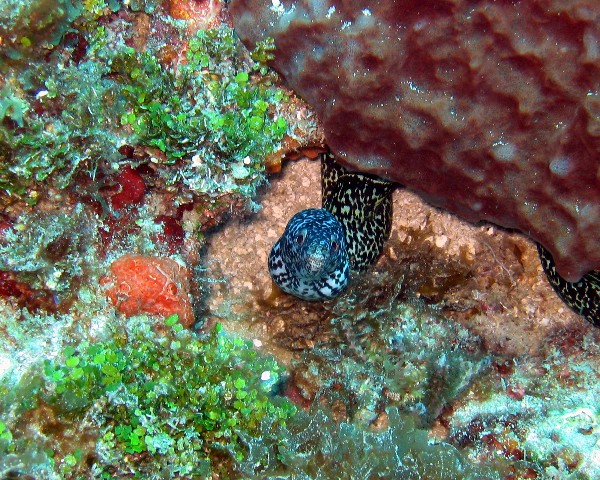 Spotted Moray