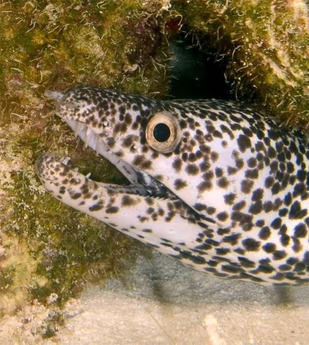 spotted moray