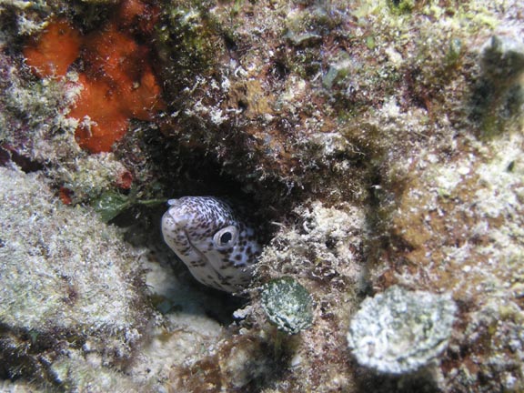 Spotted Moray