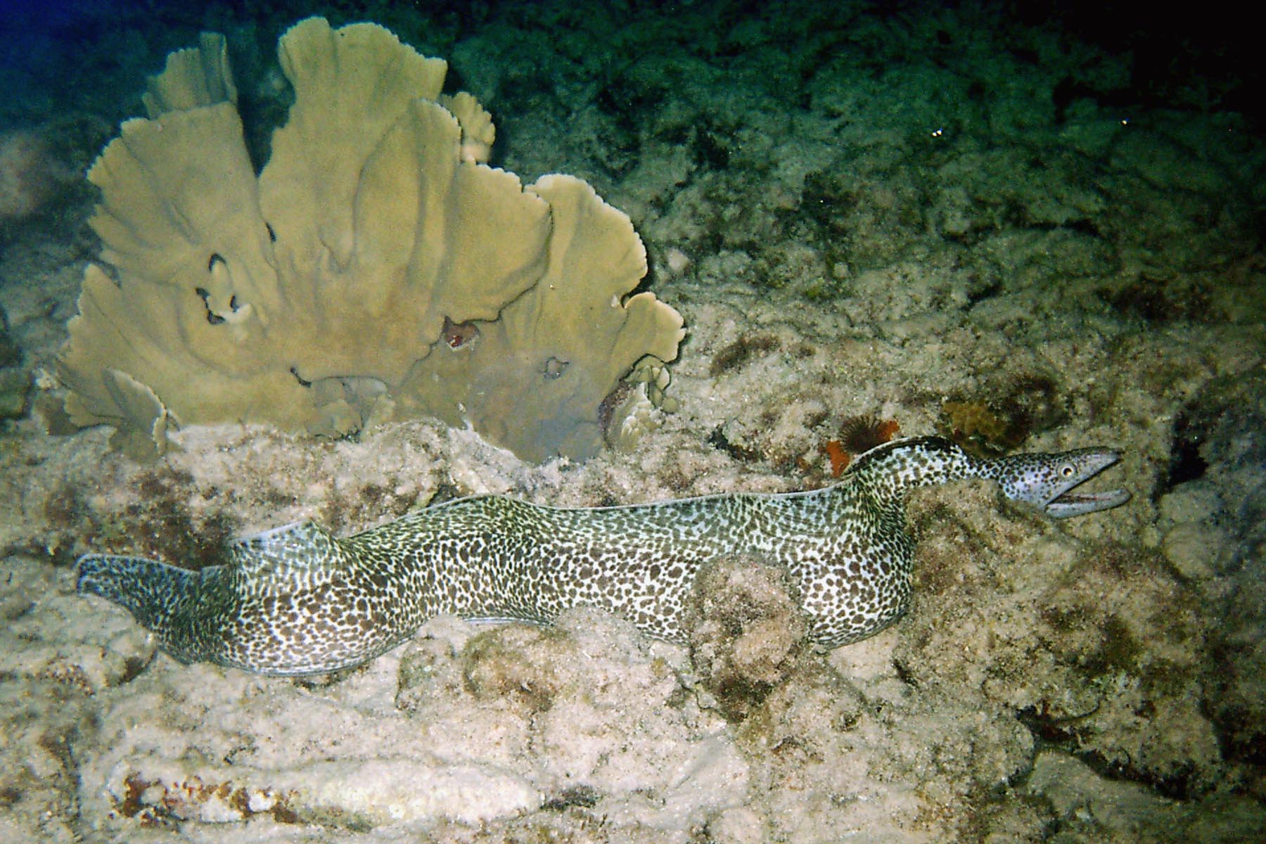 Spotted Moray