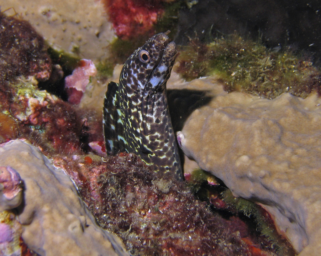 Spotted Moray