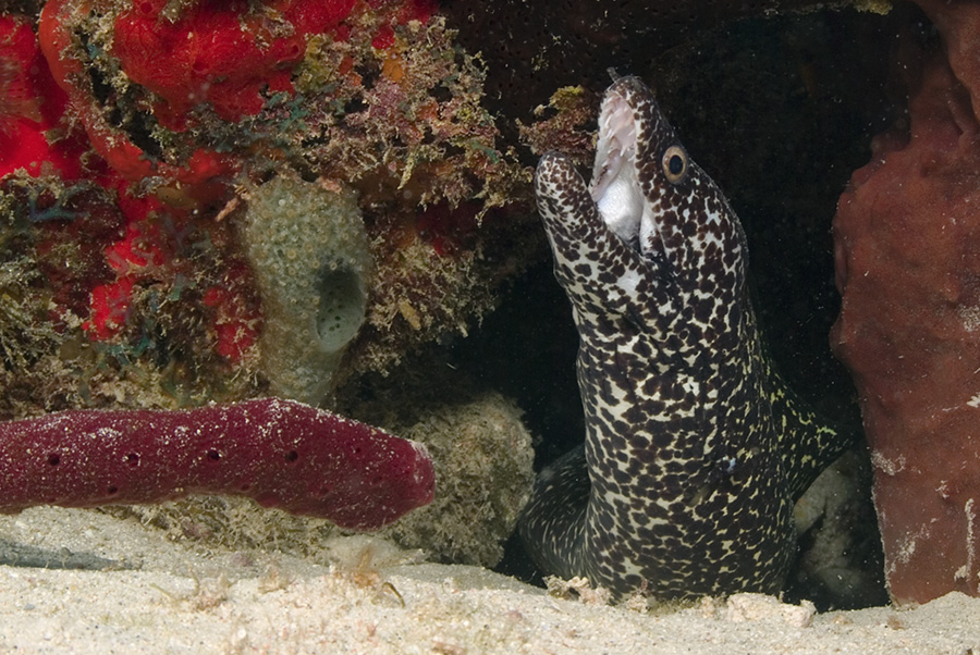 Spotted Moray