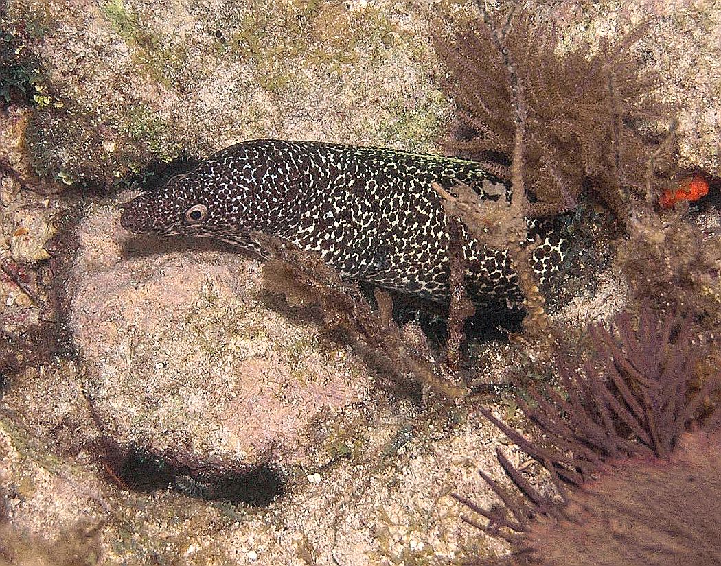 Spotted Moray