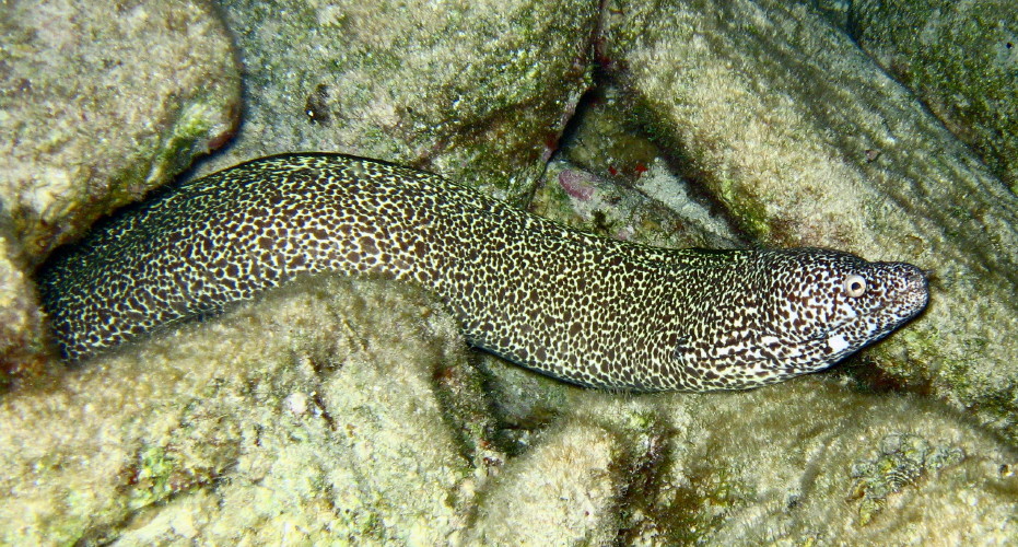 Spotted Moray