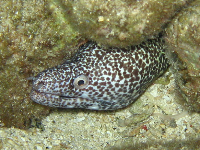 Spotted Moray