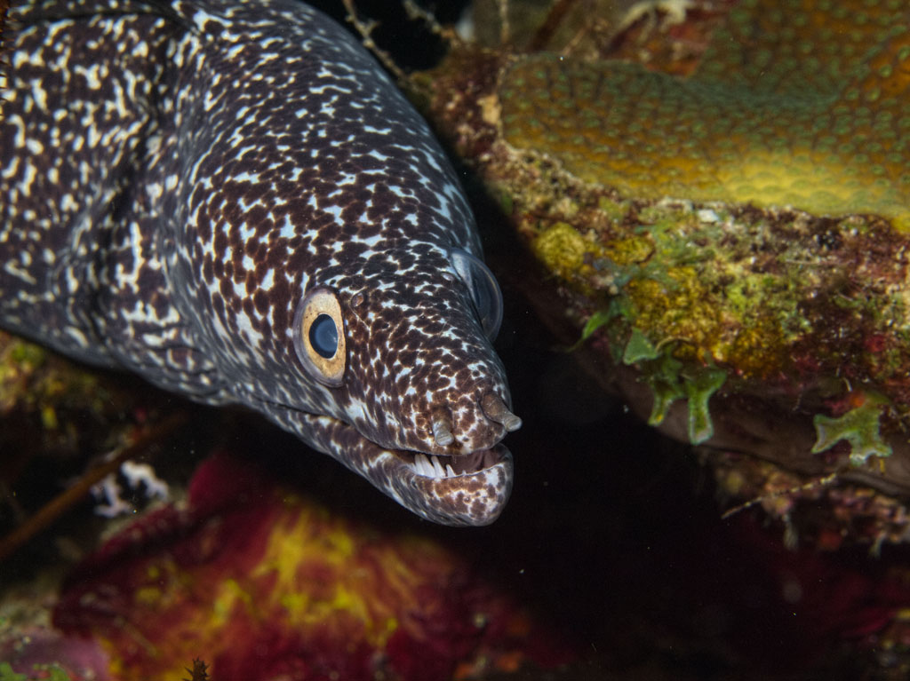 Spotted Muray Eel