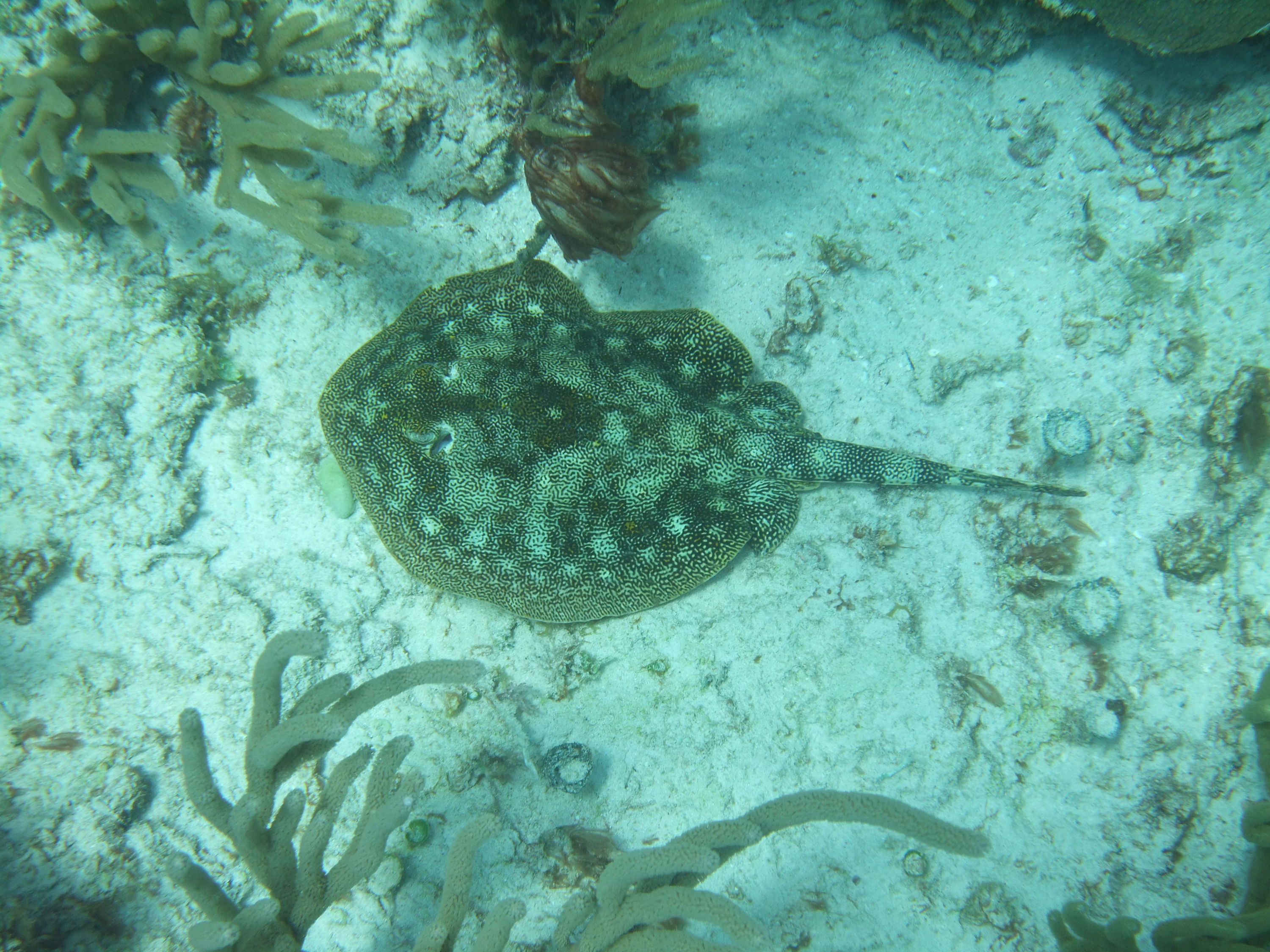 Spotted Ray - Cancun, Mexico