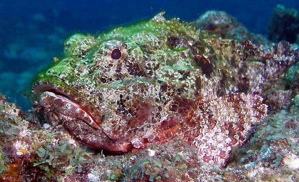 Spotted scorpion fish