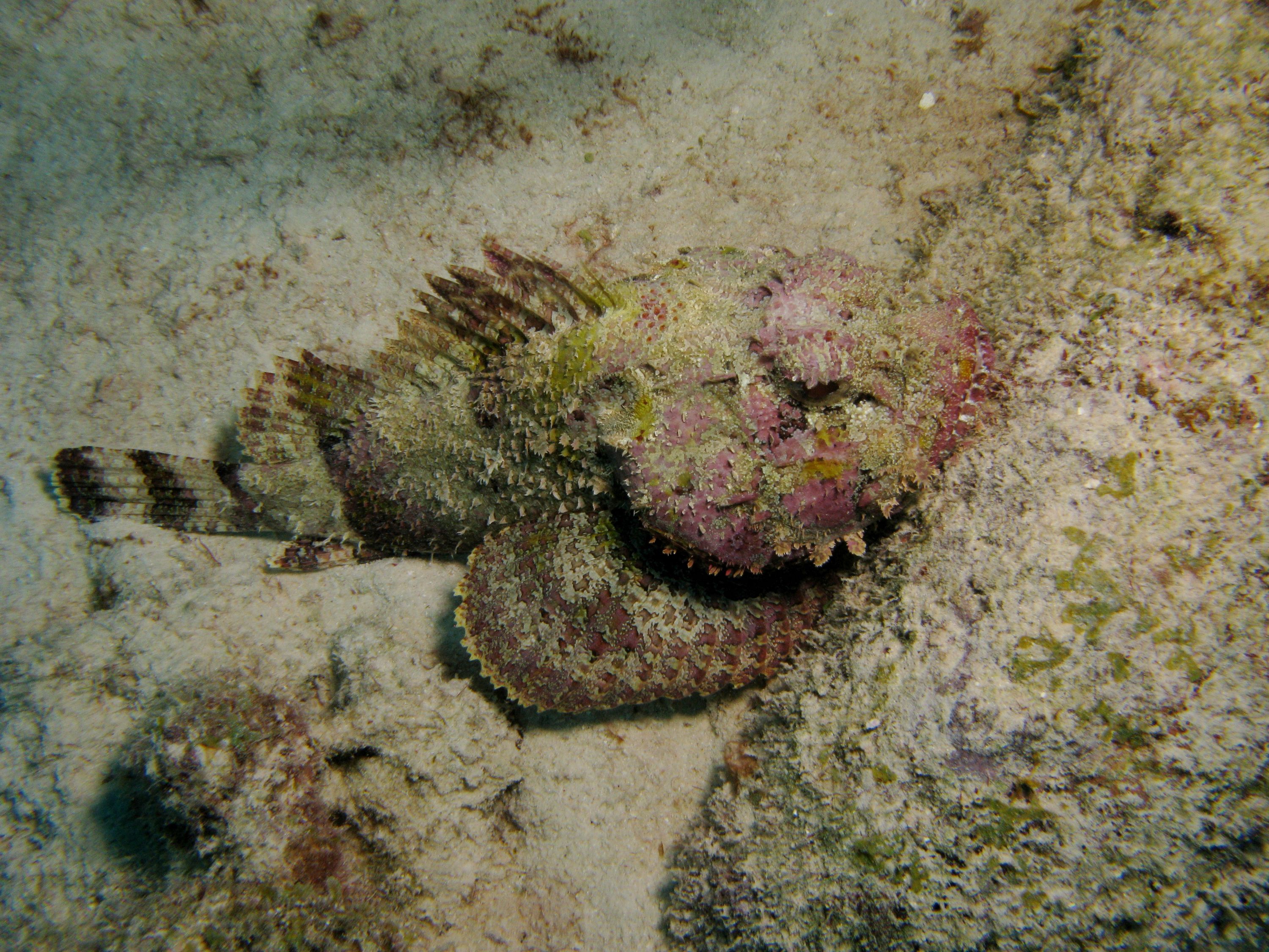 Spotted Scorpion Fish