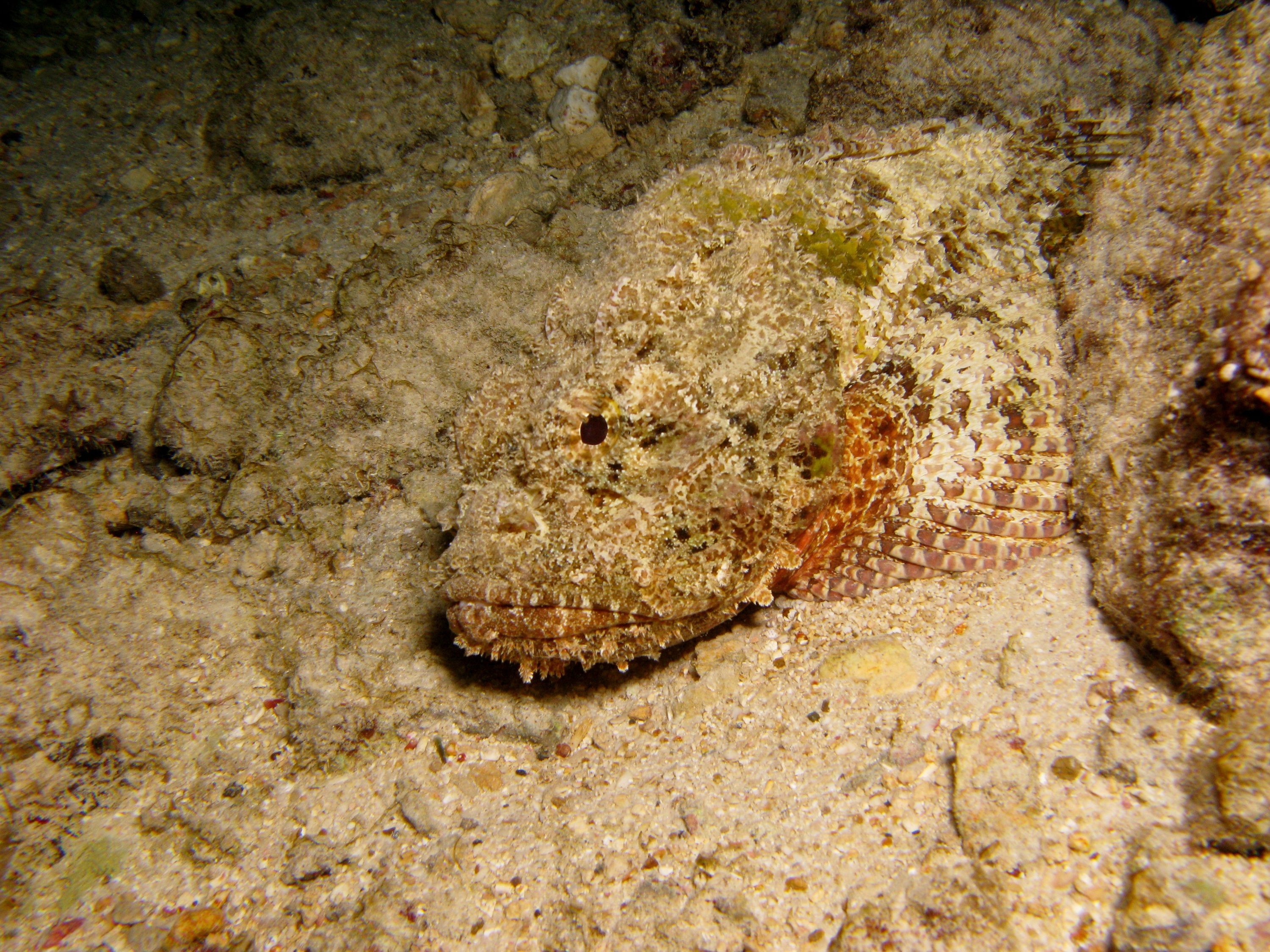 Spotted Scorpion Fish