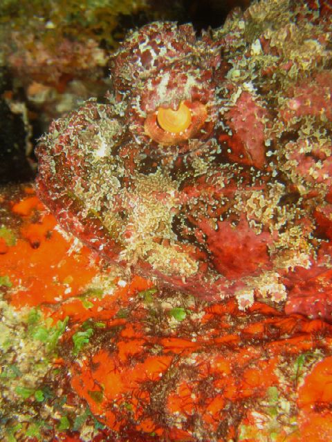 Spotted Scorpionfish Eye