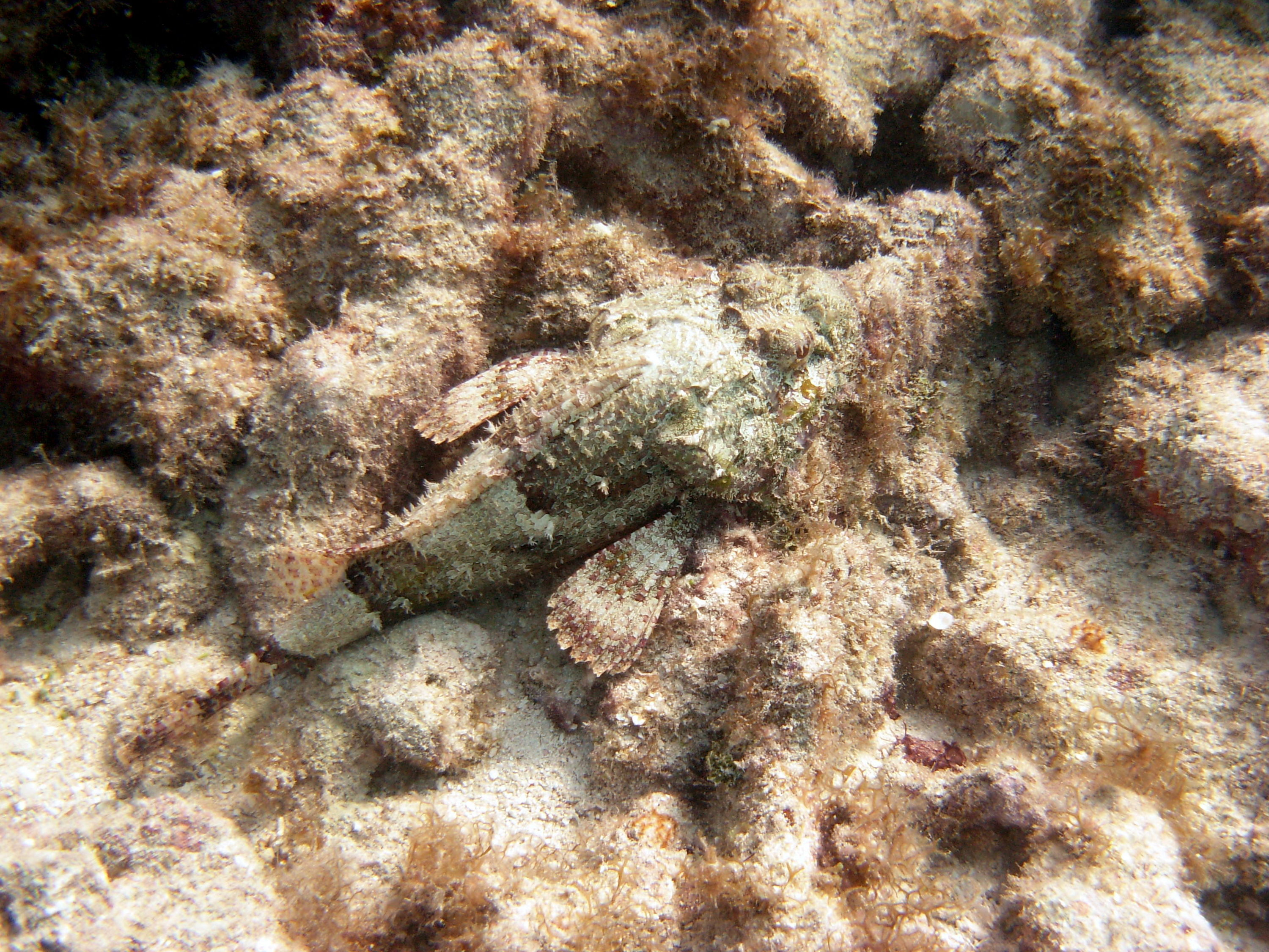 Spotted Scorpionfish