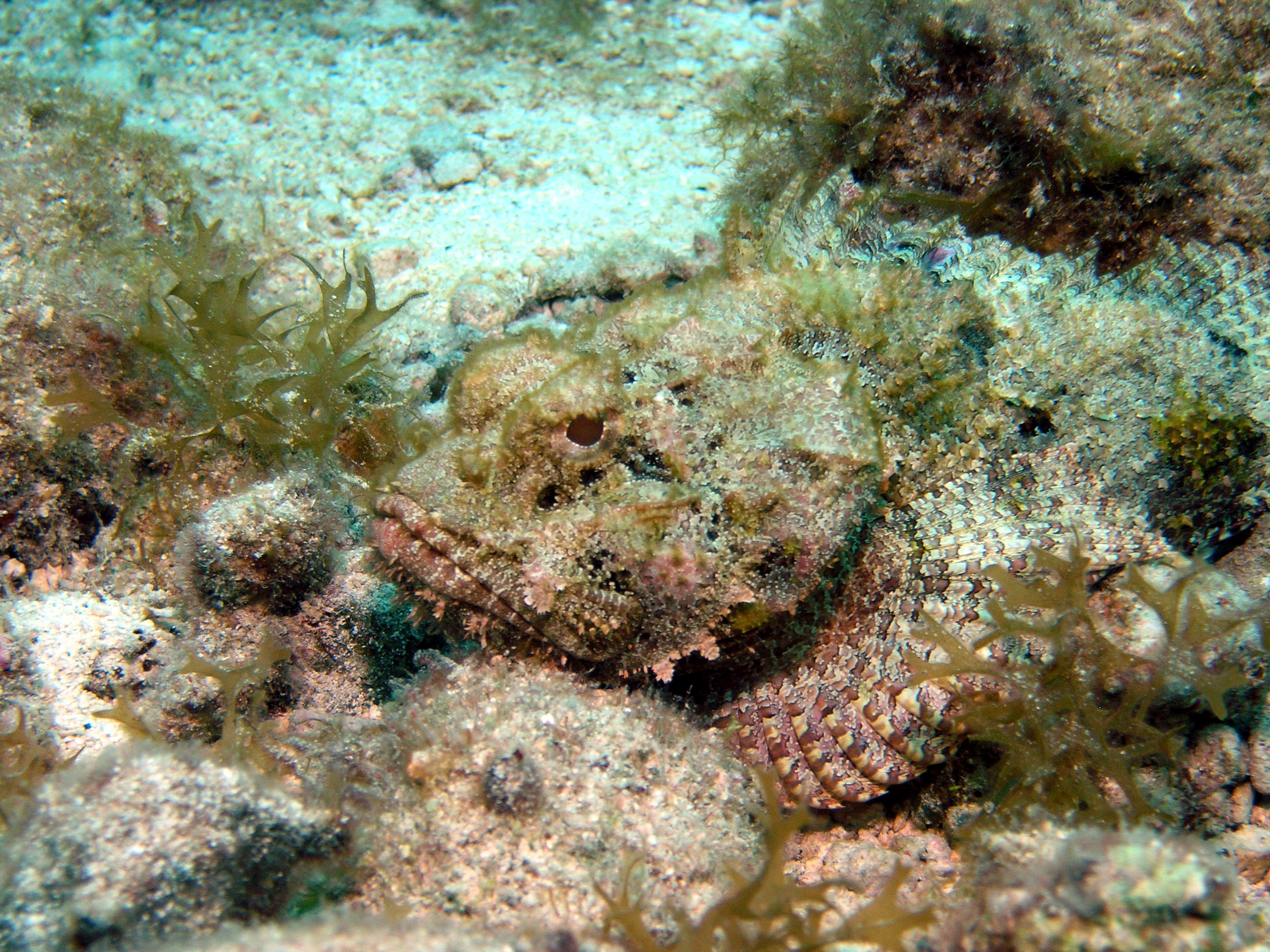 Spotted Scorpionfish