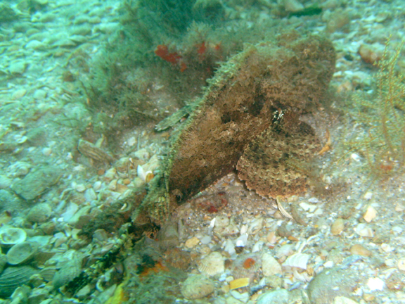 Spotted Scorpionfish