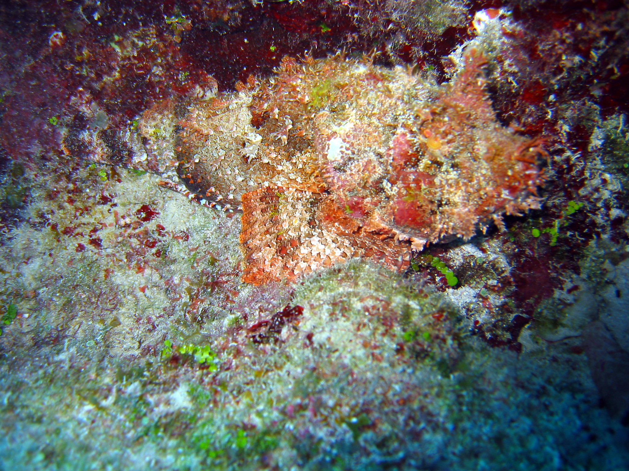 Spotted Scorpionfish