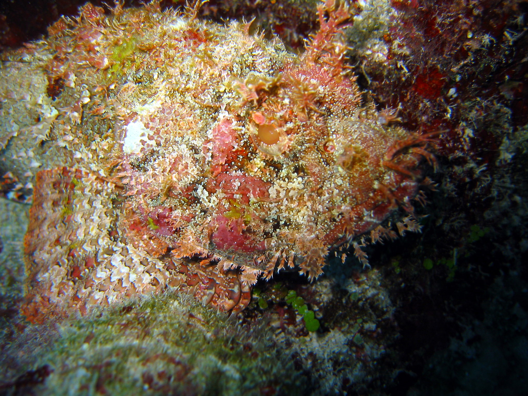 Spotted Scorpionfish