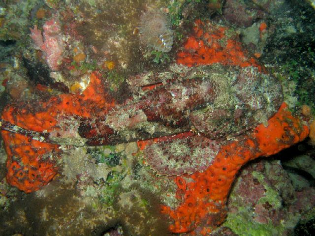 Spotted Scorpionfish